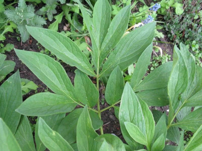 Paeonia_officinalis_Laub_Gartenpur.jpg