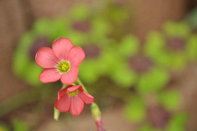 Oxalis_deppei_2-mg.jpg