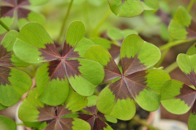 Oxalis_deppei-mg.jpg