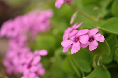 Oxalis_rubra_2-mg.jpg
