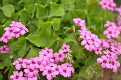 Oxalis_rubra-mg.jpg