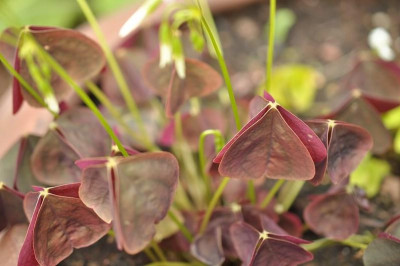 Oxalis_triangularis-mg.jpg