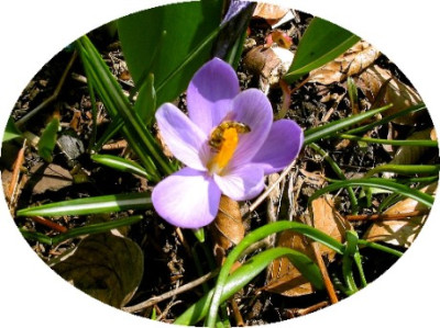 Crocus.JPG