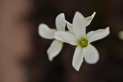 Oxalis_triangularis_2-mg.jpg