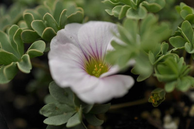 Oxalis_hybr._Ione_Hecker-mg.jpg