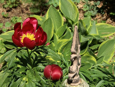 Paeonia_x_smouthiiIMG_8782.jpg.jpg