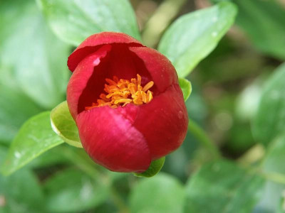 P.saueriIMG_8783.jpg.jpg