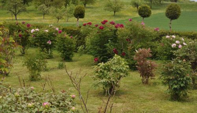 Pfingstrosen_12__4274.jpg
