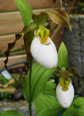 Cypripedium____7.5.12._048.jpg