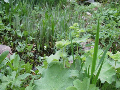 Nur_grun_Gartenpur.jpg