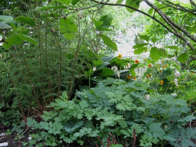 Fast_nur_grun_2_Gartenpur.jpg