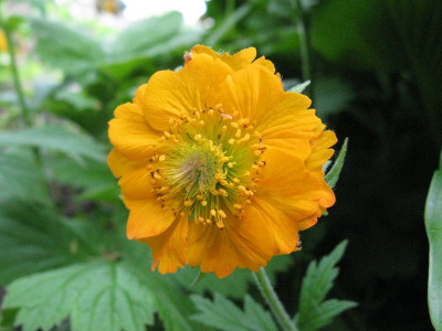 Geum_Gartenpur.jpg