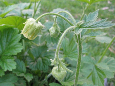 Geum_Bachelfe_Gartenpur.jpg