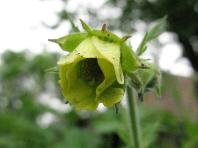 Lionel_Cox_Gartenpur.jpg