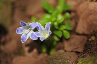 Campanula_chamissonis_Major.jpg