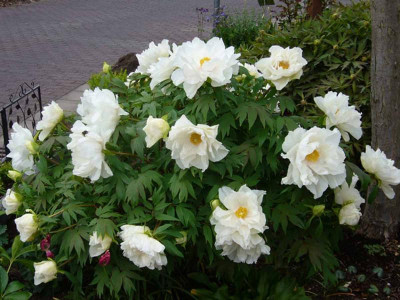 Paeonia.weiss.12-3a.jpg