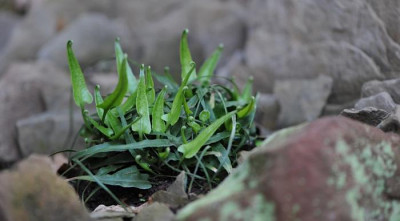 Asplenium_rhizophyllum.jpg