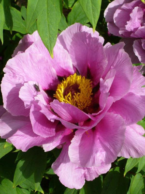 paeonia-lila.12-2a.jpg