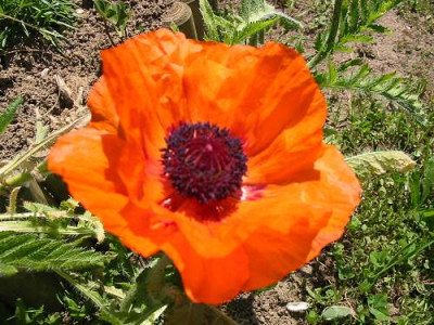 mohn1.jpg