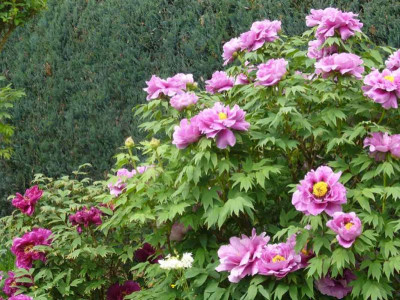 paeonia-lila.12-1a.jpg