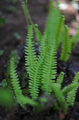 Blechnum_spicant_12.jpg