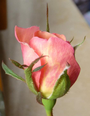 FDxPA6_04.JPG