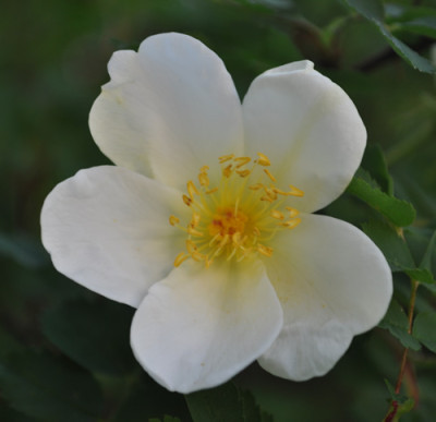 Rosa_pimpinelifolia_12__4381.jpg