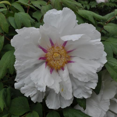 Meikoho_12__4226.jpg