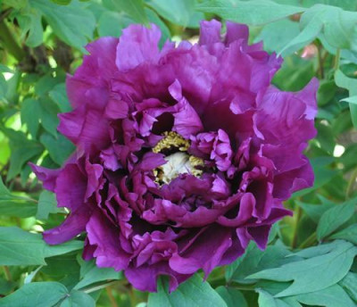 Rimpo_12__4402.jpg