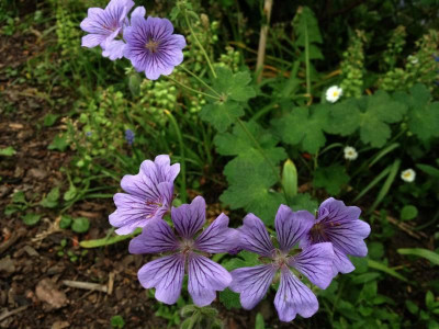 geranium_ex-tiarello_2012_zg.jpg