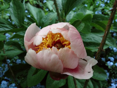 rose-noble_2012_zg.jpg