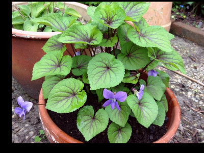 viola_ex-pearl_2012_zg.jpg