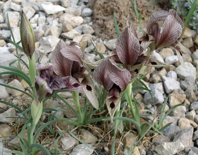 comp_Iris_acutiloba_var._lineolata_03.05.12.jpg