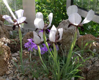comp_Iris_paradoxa_Choschab_11.05.12.jpg