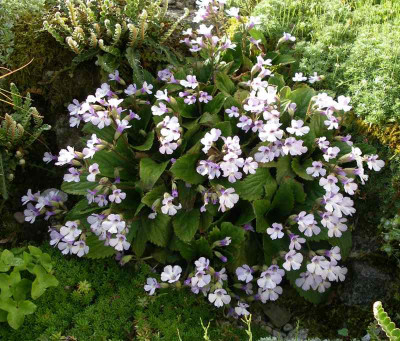 comp_Haberlea_rhodopensis_11.05.12.jpg