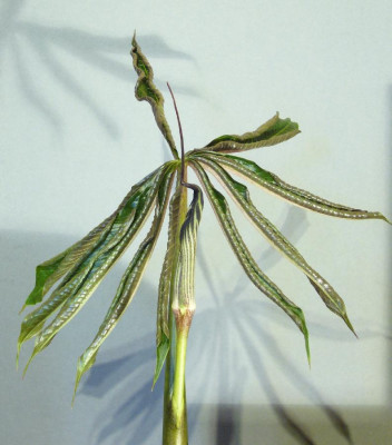 Arisaema_concinnum_900x900_80KB.jpg