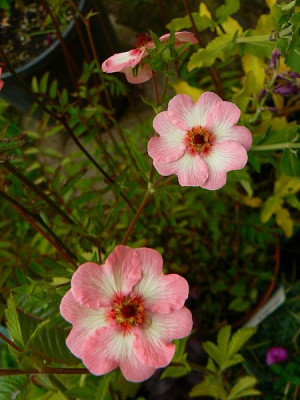 potentilla_hopwoodiana.jpg