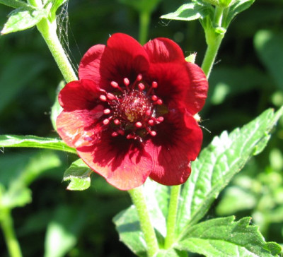 Potentilla_thurberi__Gartenpur.jpg