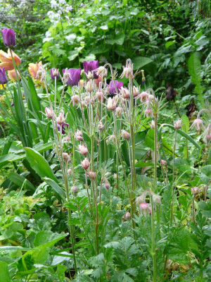 Geum_triflorum_kl.jpg