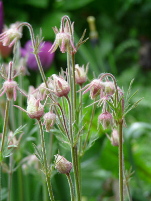 Geum_triflorum_detailkl.jpg
