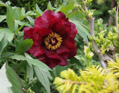 Paeonia_x_lemoinei_Black_Pirate.jpg