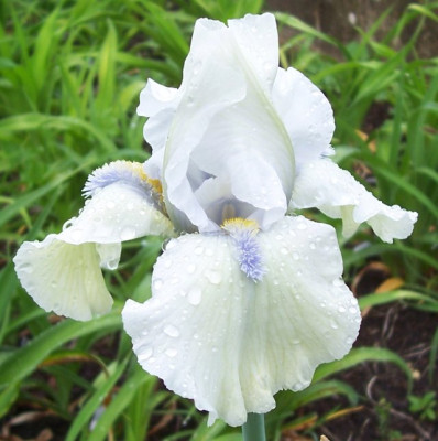 AprilMai_12_050_Nr.115.jpg