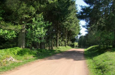 Waldweg1.JPG