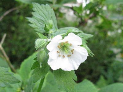 Geranium_maculatum_Album_Gartenpur.jpg