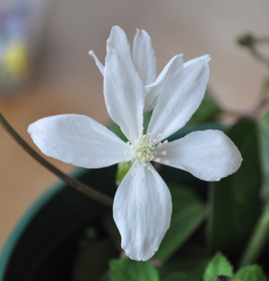 Clematis_armandii_12__14459.jpg