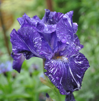 Iris_2_12__14507.jpg