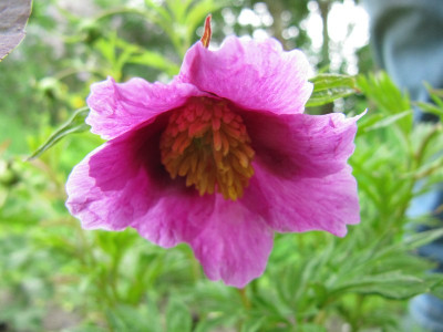 P_veitchii_ssp_veitchii_120511.jpg