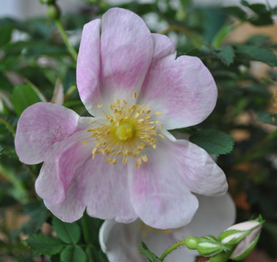 Rosa_myriacantha_synonym_12__14452.jpg