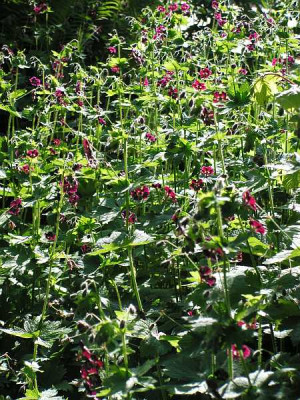 geranium-phaeum-05.jpg