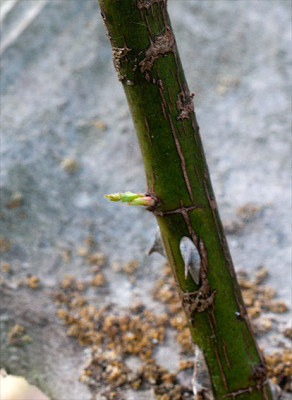 4-DSC_7284.jpg